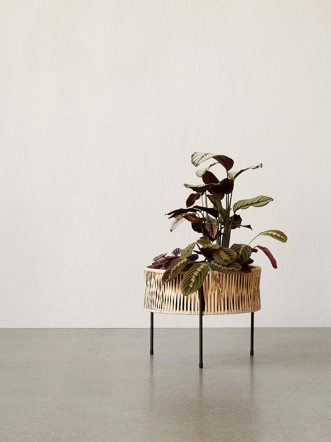 A Rousseau Planter, a basket of woven rattan on four slim black legs, contains a Calathea plant in a minimal room.