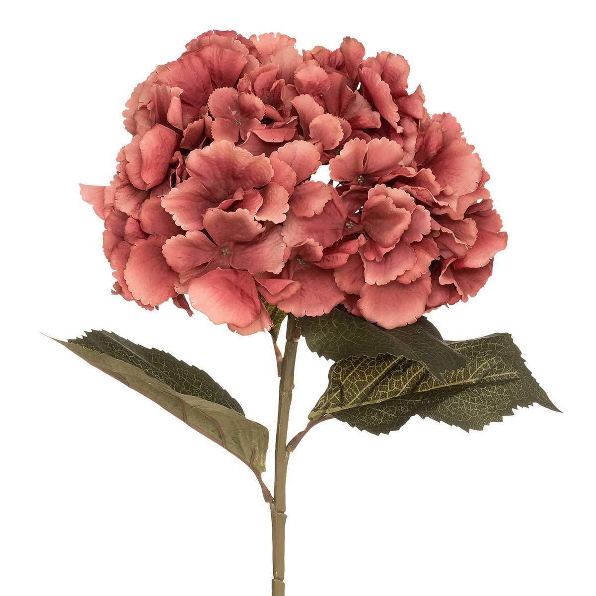 Haste hortênsia ameixa romande gypsy da hôma, fotografia 1