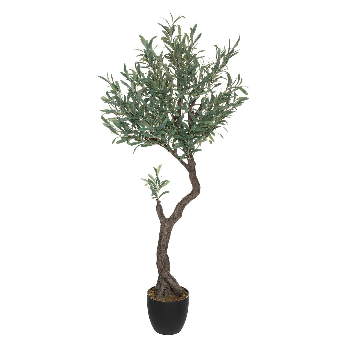 Planta oliveira com vaso 140cm da hôma, fotografia 1