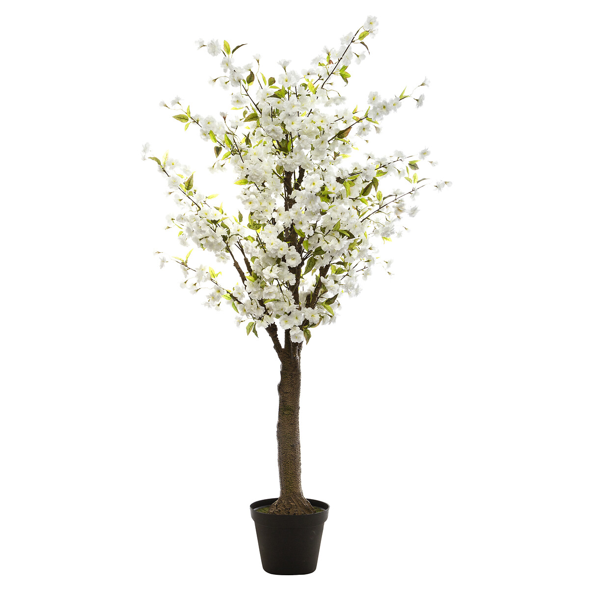Planta cerejeira branca com vaso da hôma, fotografia 1